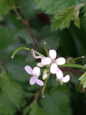 photo of Garlic Mustard
