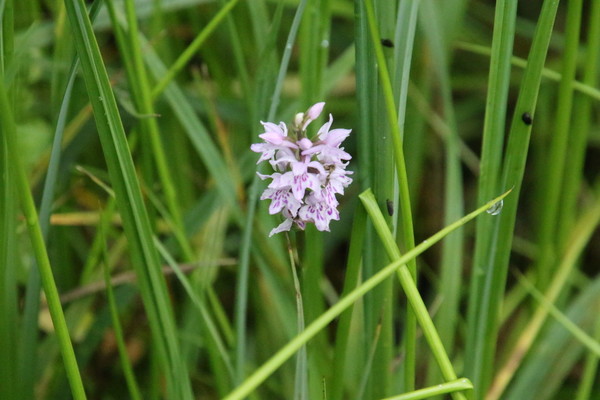 photo of Common Spotted Orchid