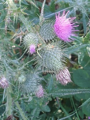 photo of Spear Thistle