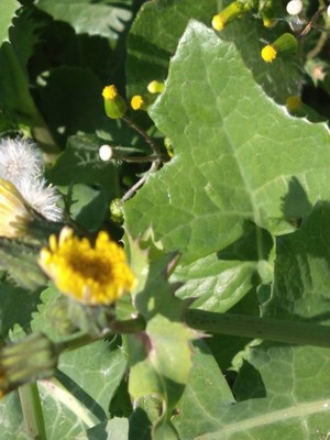 photo of Smooth Sow Thistle