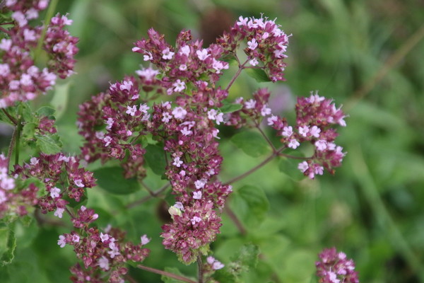 photo of Wild Marjoram