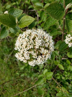 photo of Wayfaring Tree