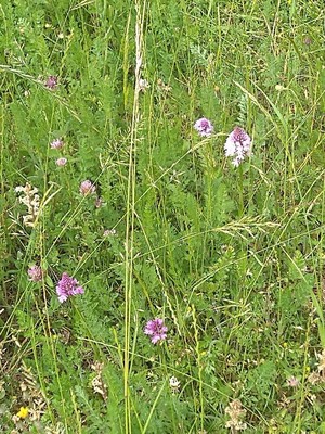 photo of Pyramidal Orchid