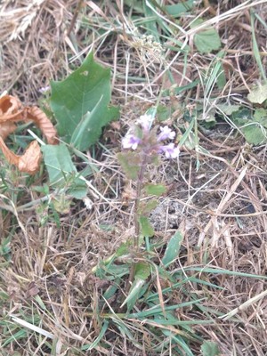photo of Ground Ivy