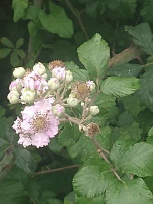 photo of Elm Leaved Bramble