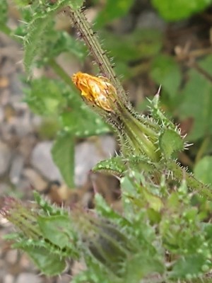 photo of Bristly Oxtongue