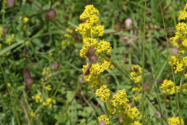photo of Lady's Bedstraw