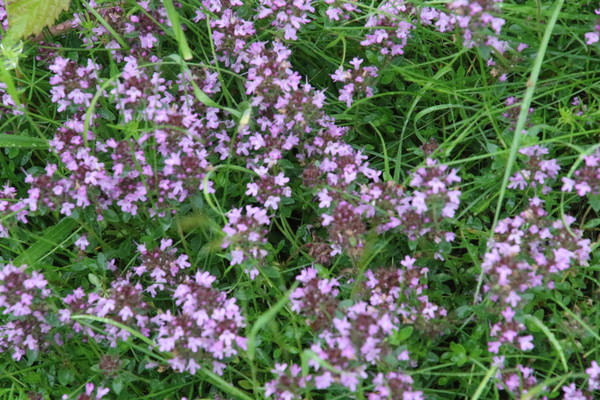photo of Wild Thyme