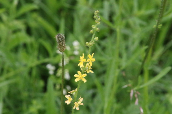 photo of Agrimony
