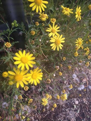 photo of French Groundsel