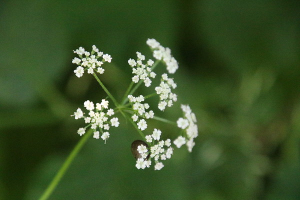 photo of Upright Hedge Parsley