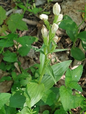 photo of White Helleborine