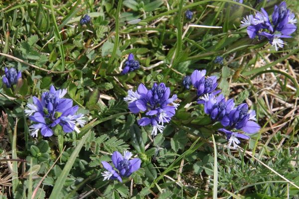 photo of Chalk Milkwort