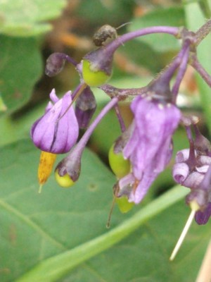 photo of Bittersweet