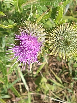 photo of Spear Thistle