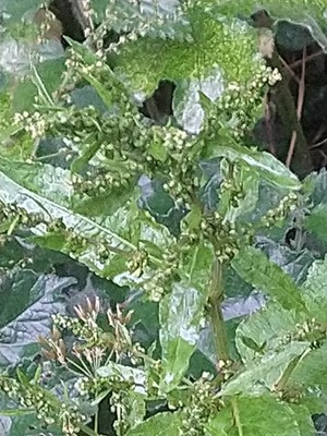 photo of Curled Dock