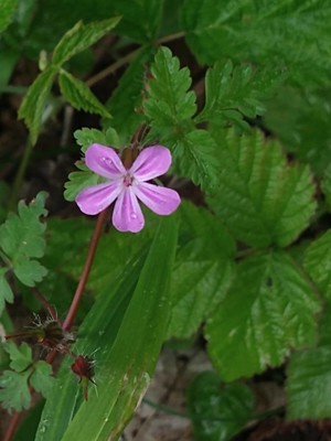 photo of Herb Robert