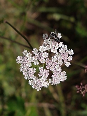 photo of Upright Hedge Parsley