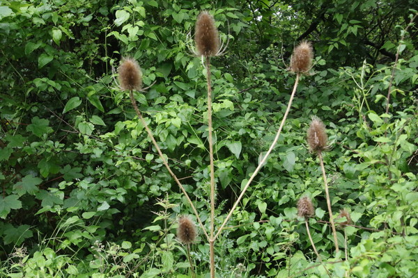 photo of Teasel