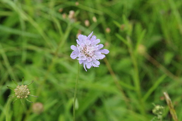 photo of Small Scabious