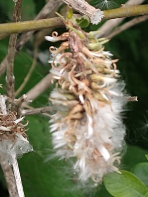 photo of Goat Willow