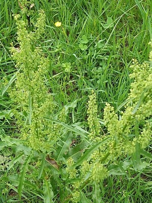photo of Curled Dock