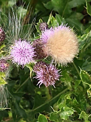 photo of Creeping Thistle