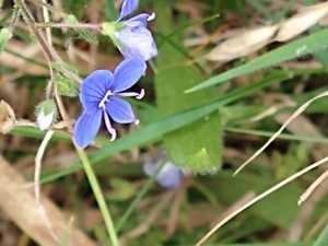 photo of Germander Speedwell
