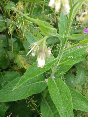 photo of Common Comfrey