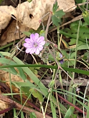 photo of Dove's Foot Crane's Bill