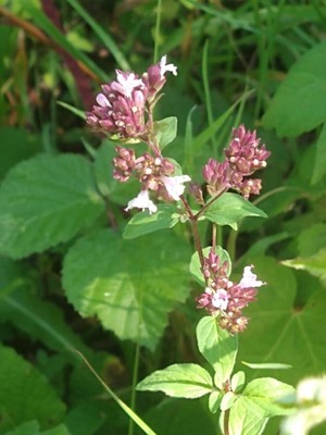 photo of Wild Marjoram