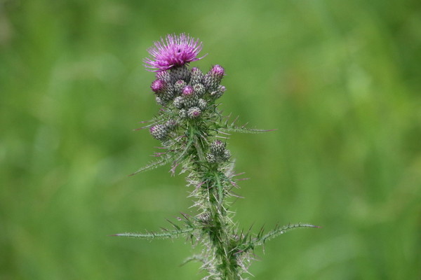 photo of Marsh Thistle