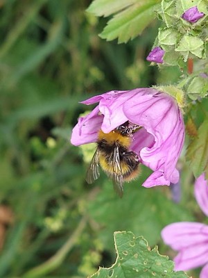 photo of Common Mallow