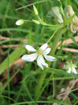 photo of Greater Stitchwort