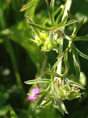 photo of Cut Leaved Crane's Bill