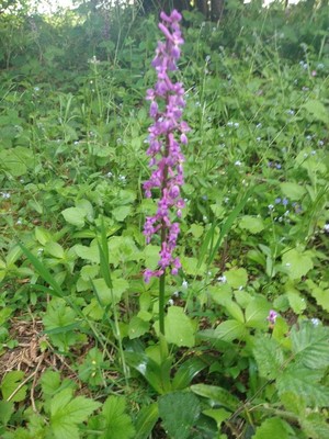 photo of Early Purple Orchid