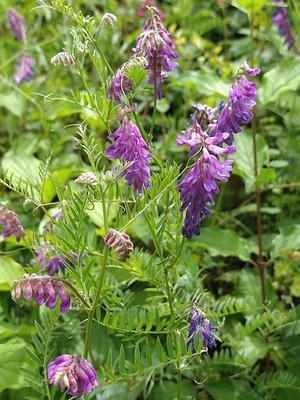 photo of Fodder Vetch