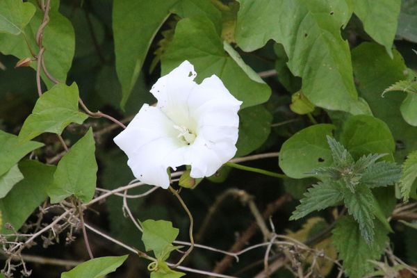 photo of Hedge Bindweed