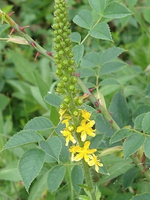 photo of Agrimony