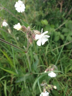 photo of White Campion