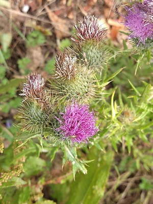 photo of Spear Thistle