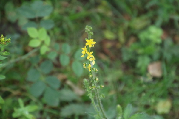 photo of Agrimony