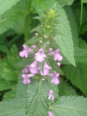 photo of Marsh Woundwort