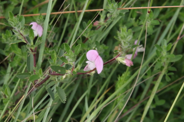 photo of Spiny Restharrow