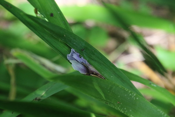 photo of Stinking Iris