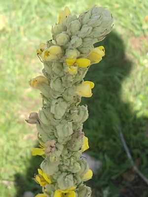 photo of Great Mullein