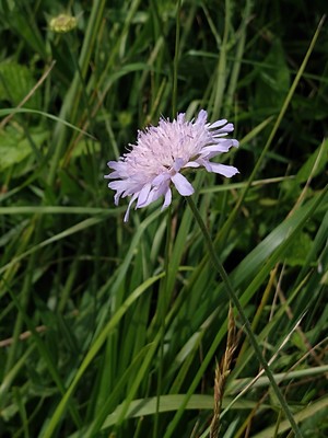 photo of Field Scabious