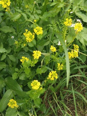 photo of Common Winter Cress