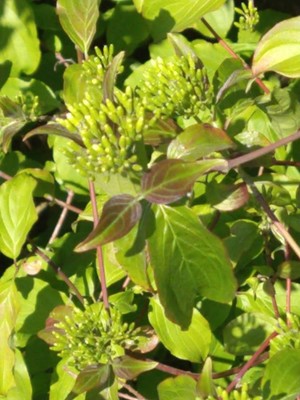 photo of Dogwood
