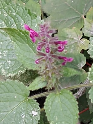 photo of Hedge Woundwort